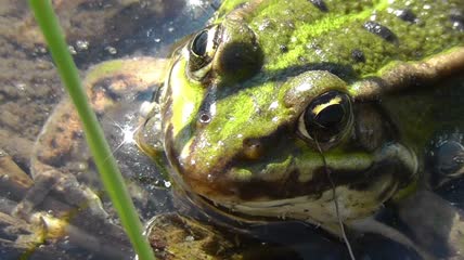 青蛙在池塘里