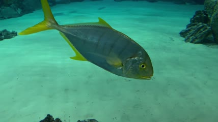 水底有一条黄色鳍的鱼