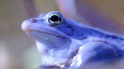 水中蓝色青蛙的特写