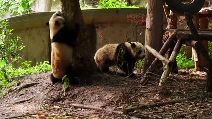四川成都动物园内打闹的熊猫实拍