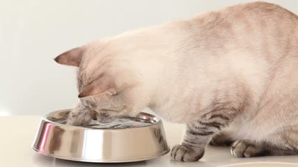 泰国猫在一碗水里洗脚