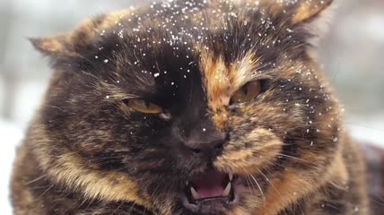 头发上有雪的愤怒野猫