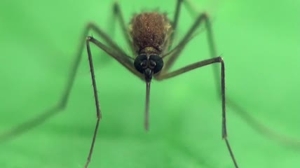 蚊子的特写镜头