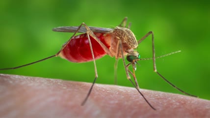 蚊子吸血的过程特写