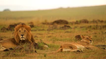 卧在草原上的狮子
