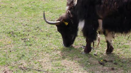 西藏牦牛在啃食草坪特写