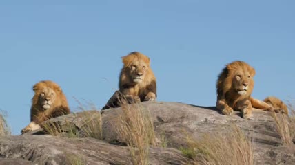 岩石上躺着3只大雄狮