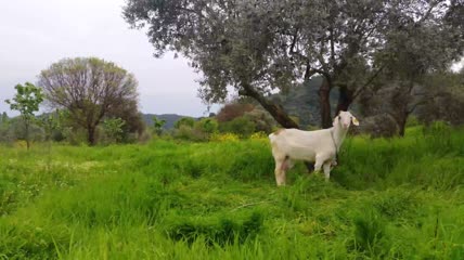 羊在草地上觅食