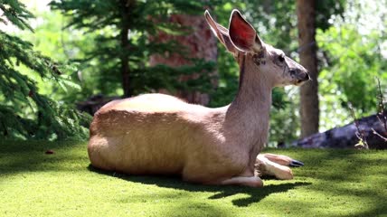 阳光草地上坐着的的鹿