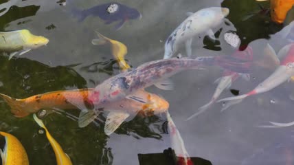 一池锦鲤特写