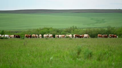 一群奶牛在田里吃草实拍
