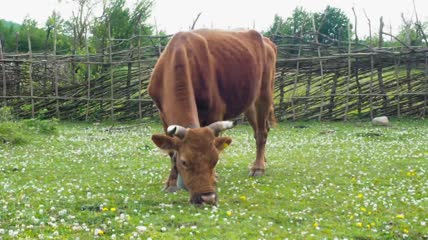 一头黄牛在草地上吃草