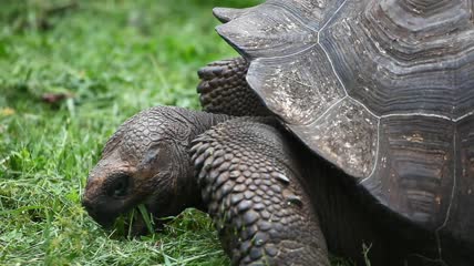 一只大乌龟在吃草