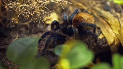 一只大蜘蛛爬进网中的一个洞