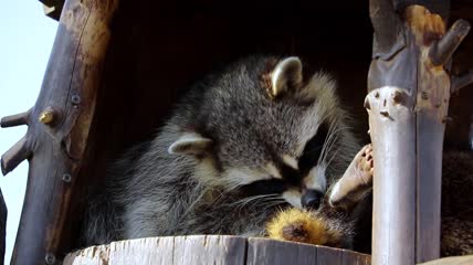 一只浣熊在清洗自己的腿部并准备睡觉