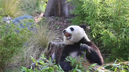 一只可爱的大熊猫在吃竹叶