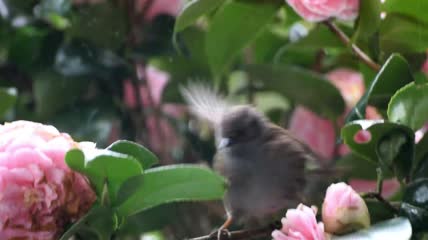 一只麻雀在花丛上拍打着翅膀