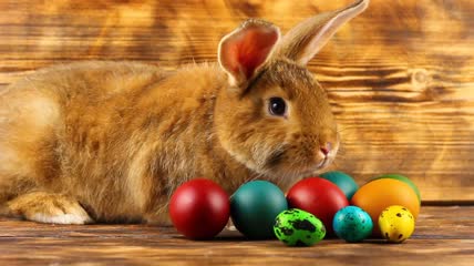 一只毛茸茸的棕色复活节兔子