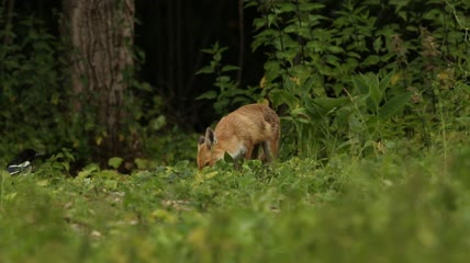 美丽的野生红狐和喜鹊在林地边缘觅食实拍