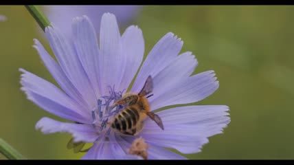 一只蜜蜂栖息在花上的特写镜头