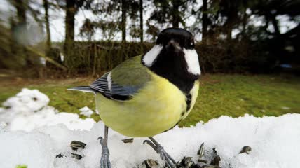鸟在雪中觅食