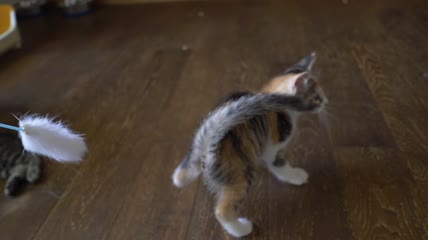 一只玩羽毛玩具的小猫慢动作特写