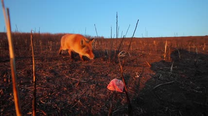 一只野狐在天刚亮时偷走一块肉特写