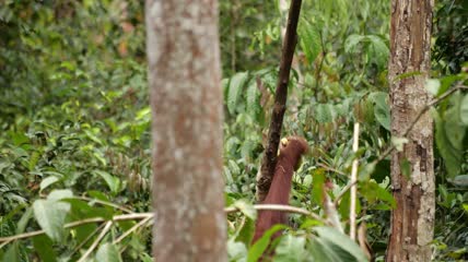 一只野生猩猩拿着香蕉爬椰子树