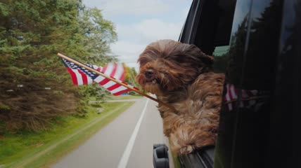 探出车窗外的狗狗和美国国旗