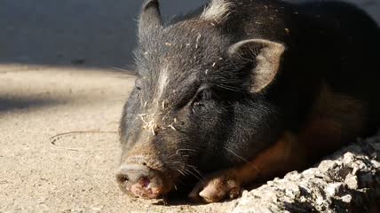 一只猪在街上晒太阳特写