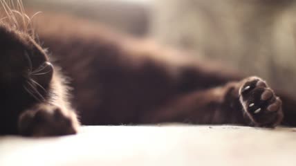 慵懒的小猫在沙发上睡觉特写