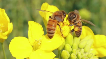 油菜花上的蜜蜂特写