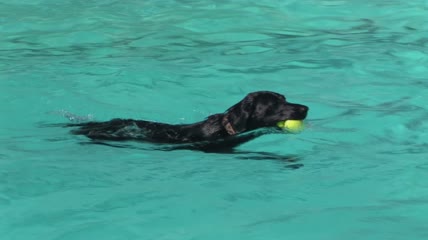 游泳的黑色拉布拉多猎犬在泳池里玩网球特写