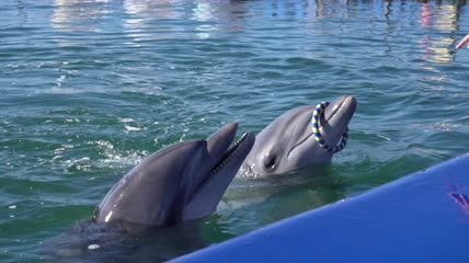 有趣的海豚和游客互动表演实拍