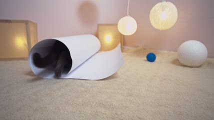 猫钻进纸管里玩耍特写