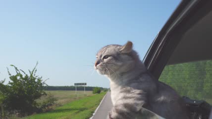 有趣的猫从车窗伸出头往外看特写