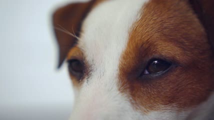 狗狗有神的眼睛特写