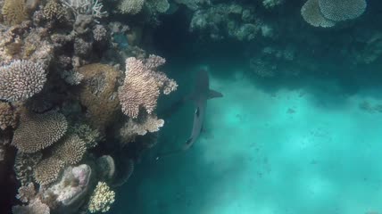 在澳大利亚大堡礁游泳的鲨鱼俯拍