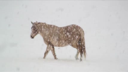 在暴风雪中行走的马实拍