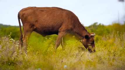 在草地上吃草的小公牛特写