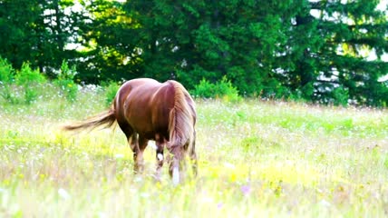 在草地上吃草的马实拍