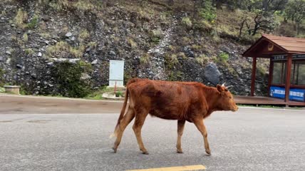 在公路上行走的牦牛