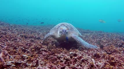 在海底觅食的海龟