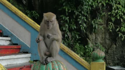 在马来西亚喂猴子特写