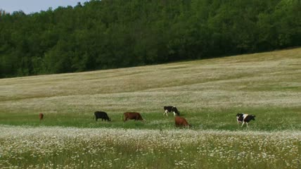 在牧场上吃草的牛群实拍