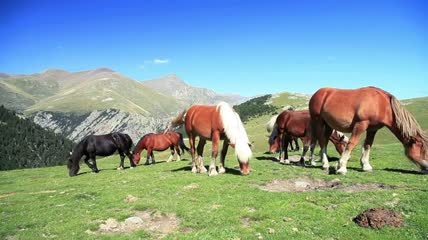 在山脉上的产仔围栏里喂食的马