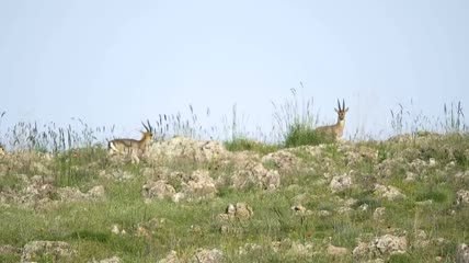 在山上散步的鹿一家