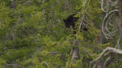 在山下的松树上的黑熊幼崽