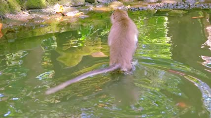 在水中行走的猴子