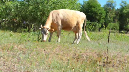 在田间行走的奶牛实拍